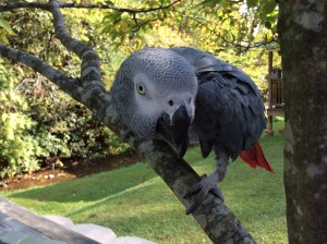Cracker enjoying a natural perch from which to oversee all of us.