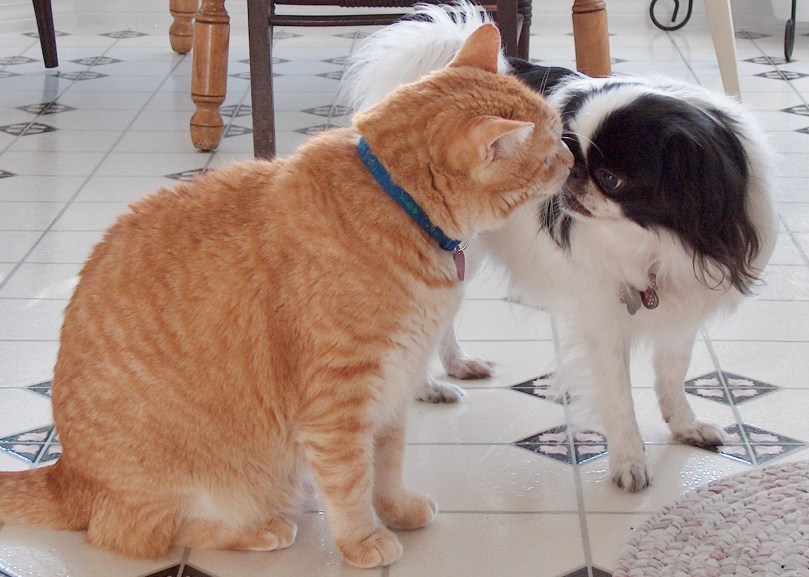 Leo and Hana morning smooch